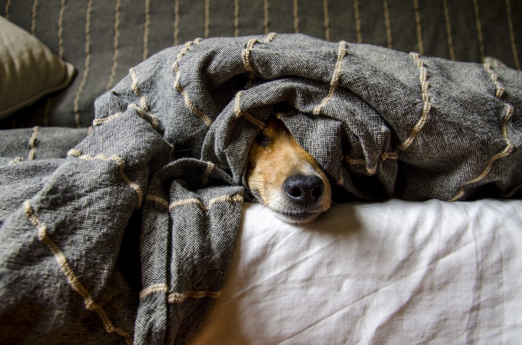 Hund im Bett / Foto: Pixabay.com