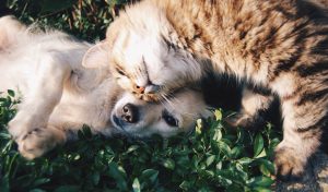 Tierfoto Hund und Katze